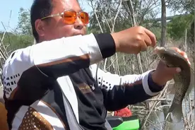 再次作钓出鱼的老钓位，上口就是一条斤鲫，太爽了视频封面