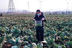 小两口去赶会，半路遇到一群人在地里捡东西，看到最后被感动了视频封面