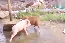 家猪一招秒杀野猪王，真的是太不可思议了，镜头拍下精彩全过程！视频封面