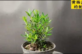 从一棵小树到盆景大师 - 黄杨盆景成长记#岭南盆景 #创意盆景视频封面