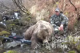 只需一招制服五百斤大熊，带你体验真正的动物世界视频封面