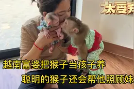 越南富婆把猴子当娃养，猴子喝奶的样子太萌了，大猴子还能带妹妹视频封面