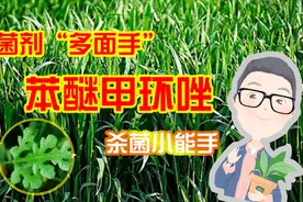 苯醚甲环唑：畅销20余年的杀菌剂，我很忙，能防治的病害实在太多视频封面