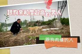 跟狗“亲和度”超高的人，不管是流浪狗还是土狗，竟然都听他召唤视频封面