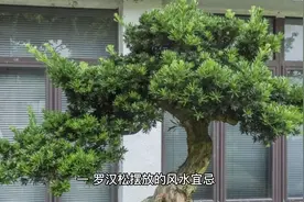 阳宅种植罗汉松 龙须树 皂角树 香樟树 楝树 黄角树风水宜忌视频封面