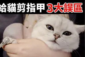 给猫剪指甲剪到合理长度就够了吗？ 90%的铲屎官可能都做错了！