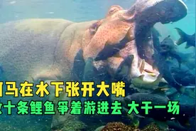 河马在水下张开大嘴，数十条鲤鱼争着游进去，大干一场视频封面