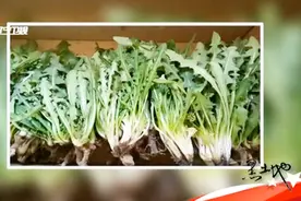 山野菜的吃法这么多，你知道几种视频封面