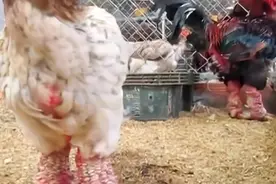 脚比人手腕还粗的越南东涛鸡，肉质鲜美，价格可达上千块人民币视频封面