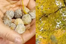 专家提醒！金秋银杏满街 果实有毒不要盲目食用视频封面