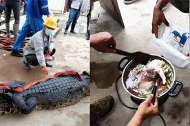 最高判5年！印尼5名中国工人杀野生鳄鱼炖肉吃遭调查！视频封面