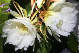 昙花花开花谢全过程 昙花一现是什么意思 昙花的功效和吃法 盆栽