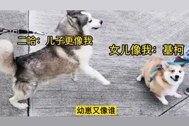 哈士奇和柯基谈恋爱后，会生出怎样的幼崽？强大的基因决定一切视频封面