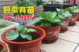 包菜小苗长得好，3个小技巧，一次就能100%成功，方法真棒视频封面