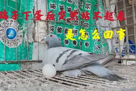 鸽子下蛋后为什么突然就站不起来了？原因很简单防治也不麻烦