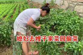 小伙带媳妇回村看嫂子不在家，赶紧去菜地里偷菜，偷完就跑真尴尬视频封面