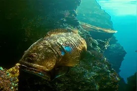 太平洋的某处海域，生物正在变异？视频封面