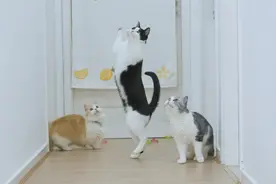 一群小猫咪玩逗猫玩具枪，争先恐后气喘呼呼，效果一级棒！视频封面