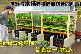 鱼池与水培有机蔬菜的佳作，作物周期短，产量高，果然是一鸣惊人视频封面