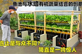 鱼池与水培有机蔬菜的佳作，作物周期短，产量高，果然是一鸣惊人视频封面