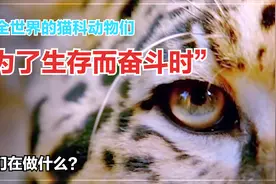1000倍的自然灭绝率！“猫科动物们为生存而哭泣”我们该做什么？视频封面