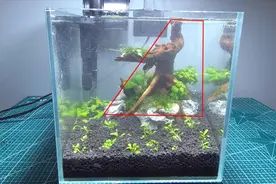 獨木成景——20CM迷你水草缸造景视频封面
