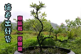 罗汉松好货几十万起，可培养出来要10几年，选对土壤至关重要视频封面