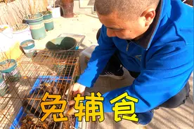 家里养的这只宠物兔太能吃啦！除了吃兔粮，还可以投食更多辅食！视频封面