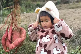 爷爷奶奶挖红薯，2岁宝宝在地里玩泥巴，最后喊回家时尴尬了视频封面
