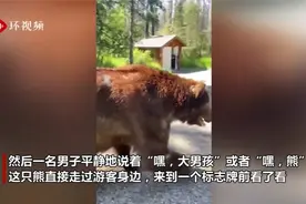 美国一巨大灰熊在游客面前走来走去 导游冷静打招呼安抚情绪视频封面