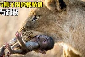 生吞活剥！偷狮子幼崽！同族群的宝宝也不放过！且看狒狒作死生活视频封面