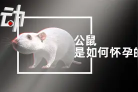 专家解读“公鼠怀孕”：动画看4步实验如何让雄性生子？视频封面