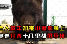 云南老人上山放牛，却被迷路小黑熊赖上，暴走狂奔十几里都甩不掉视频封面