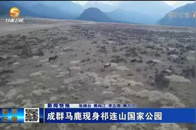 成群马鹿现身祁连山国家公园视频封面