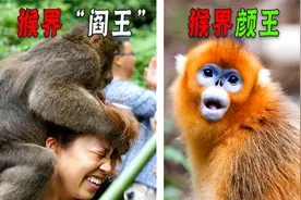 峨眉山爆发人猴大战！攻击游客致坠崖，遇见它们该如何自救？视频封面