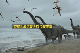盘点地球上体型最大的10种生物，超出你的想象！视频封面