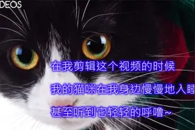 猫咪烦躁不安受惊时候，请播放这个音乐给猫咪听会有意外的惊喜！视频封面