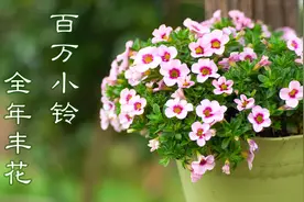 色彩缤纷的百万小铃，只要及时修剪，养护得当，可以全年开花不断视频封面