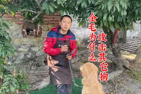 金毛为什么会攻击其他狗?训犬师解答疑惑，是否您家狗狗也一样呢视频封面