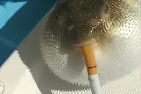 男子给河豚一口气抽10支烟，10秒后场面失控，3天后河豚死去视频封面