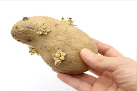 发芽的土豆还能继续吃吗？这么多年一直误解了，越早叮嘱家人越好视频封面