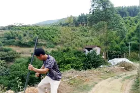 阿财哥给沃柑园拉电线，自己动手挖坑埋电线杆，看看他是怎么做的视频封面