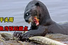 鳄鱼最害怕的动物，把鳄鱼当辣条吃的水中霸主，超高智商不一般视频封面