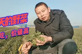 冬季麦田有种野菜，让农民厌烦，但价值可不低，趁暖和就去挖视频封面