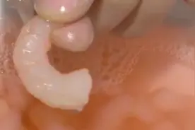 起沫的冷冻虾仁，究竟有何玄机？专家教您如何挑选优质虾仁视频封面
