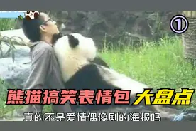 熊猫搞笑表情包大盘点，每一张都是经典名场面！（第一弹）视频封面