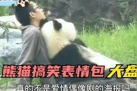 熊猫搞笑表情包大盘点，每一张都是经典名场面！（第一弹）视频封面