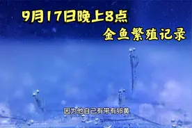 金鱼孵化出来的幼苗鱼苗喂点什么  百褶泰狮金鱼繁殖全程记录(三)视频封面