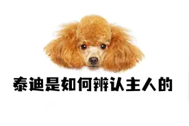 泰迪是如何辨认主人的？靠的这4点！视频封面