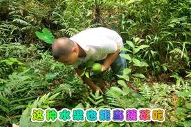 农村人都吃过这种水果 还可以用来当蔬菜非常好吃视频封面